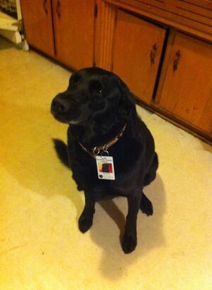 Shadow (dog) - MicroWiki