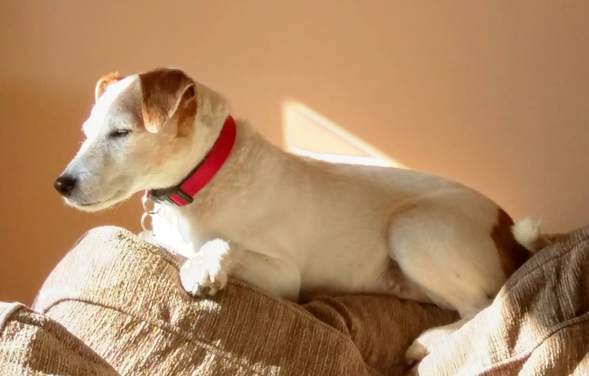 Patch (dog) - MicroWiki