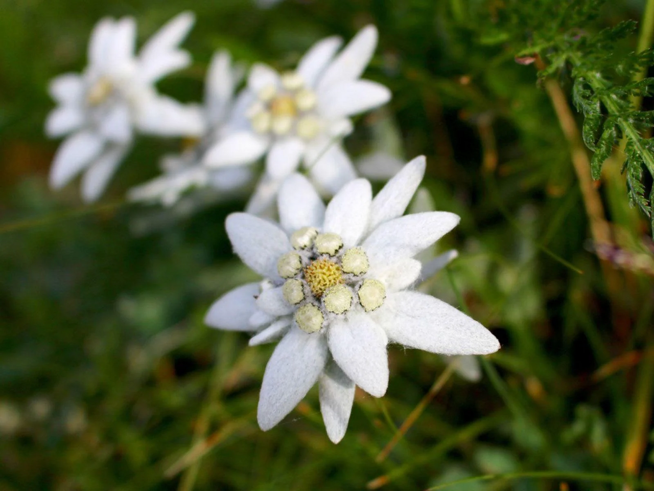 File:Edelweiss.webp - MicroWiki