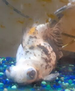 Chomps (Fish) - MicroWiki